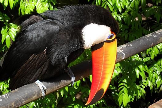 The Misiones Jungle: A vibrant ecosystem