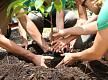 ¡Plantando futuro en la selva paranaense!