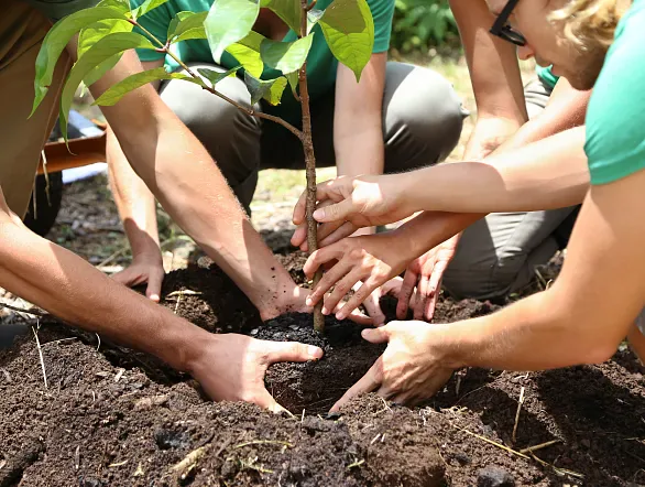 Planting the future in the Paraná jungle!